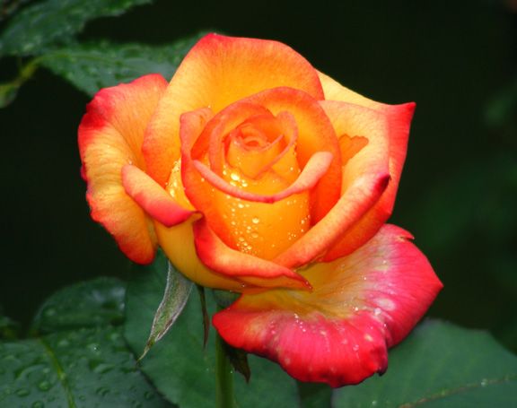 Dream Come True photo dct2013_08120011_zps11a6e404.jpg